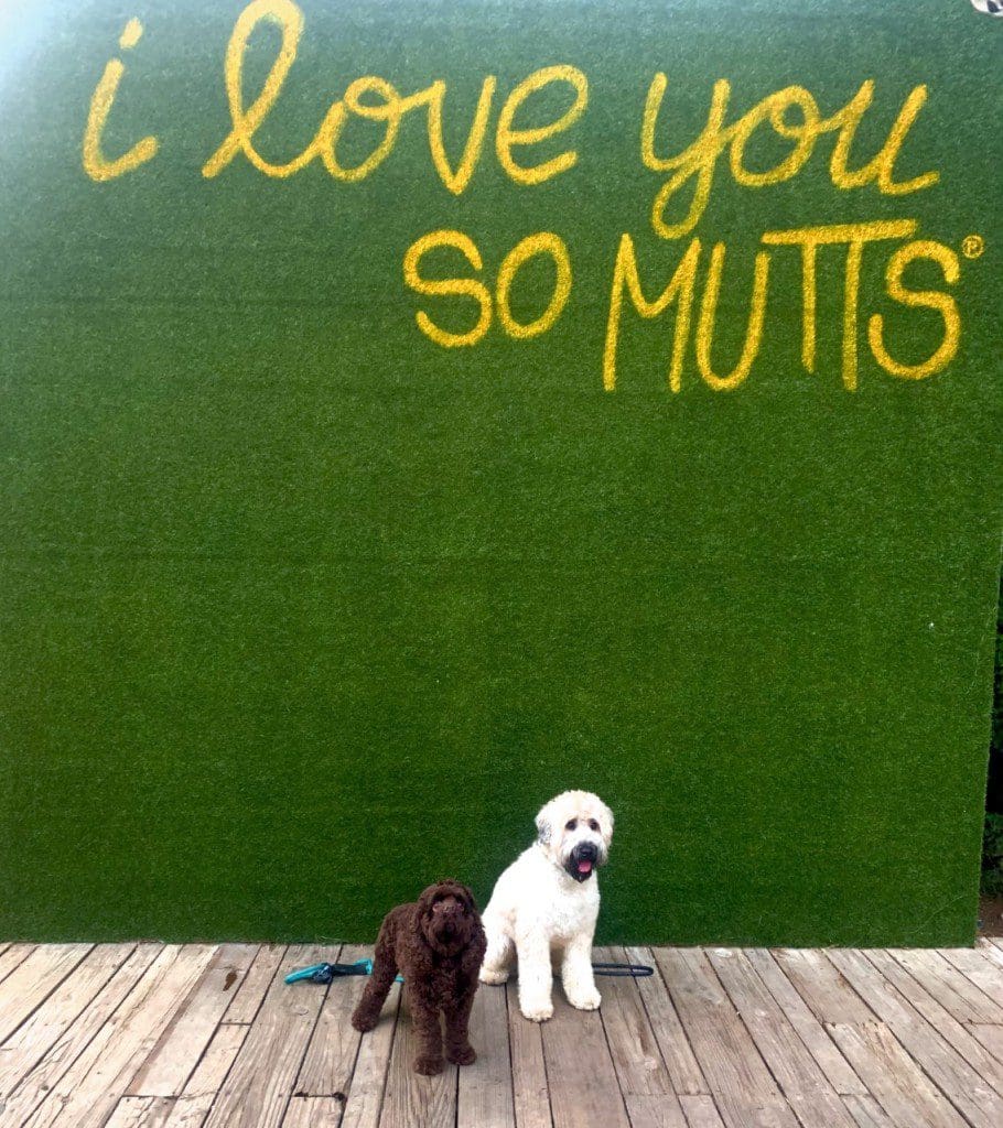 Two dogs in front of  "I love you so Mutts" writing